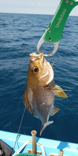 イサキの釣果