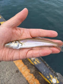 シロギスの釣果