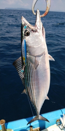 ハガツオの釣果