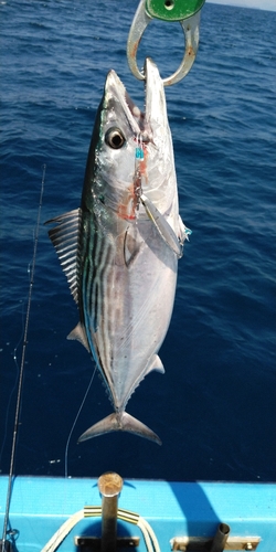 ハガツオの釣果