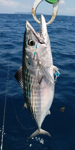 ハガツオの釣果