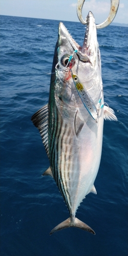 ハガツオの釣果