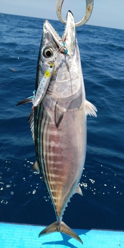 ハガツオの釣果