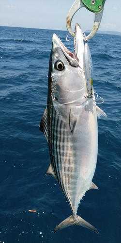 ハガツオの釣果