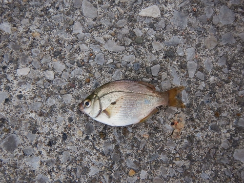 ウミタナゴの釣果