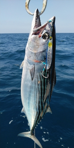 ハガツオの釣果