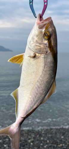 ショゴの釣果