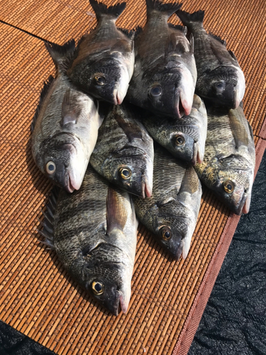 クロダイの釣果