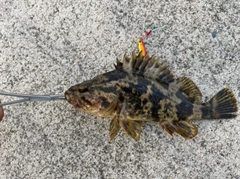 タケノコメバルの釣果