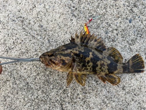 タケノコメバルの釣果