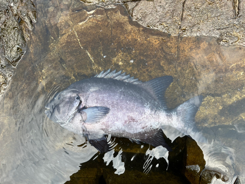 イシダイの釣果