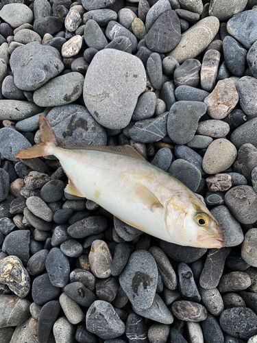 ショゴの釣果