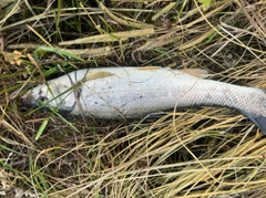 ウグイの釣果