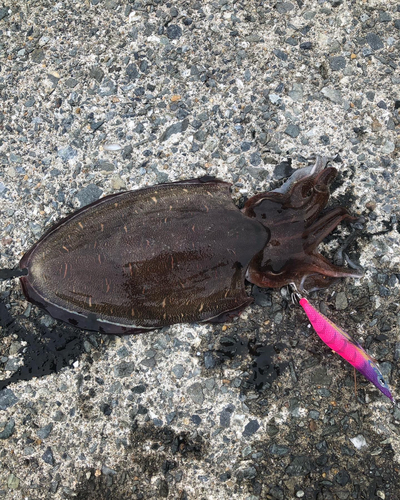 イカの釣果