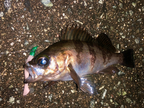 メバルの釣果