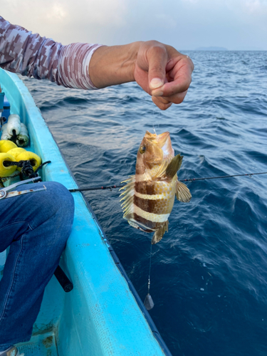 アオハタの釣果