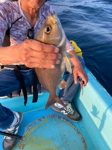 イサキの釣果