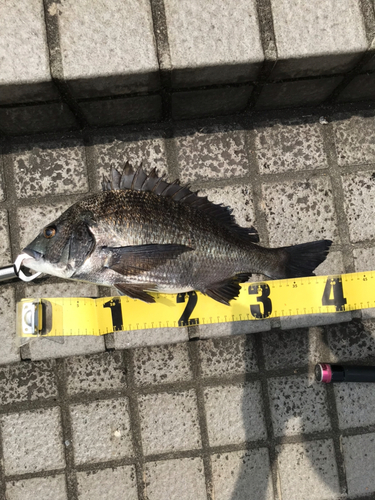 クロダイの釣果