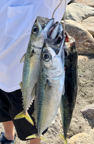 サバの釣果