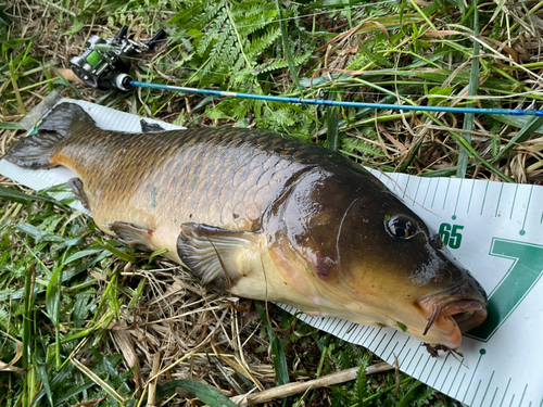 コイの釣果