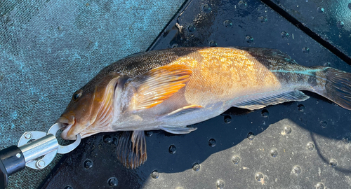 アイナメの釣果