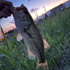 ラージマウスバスの釣果