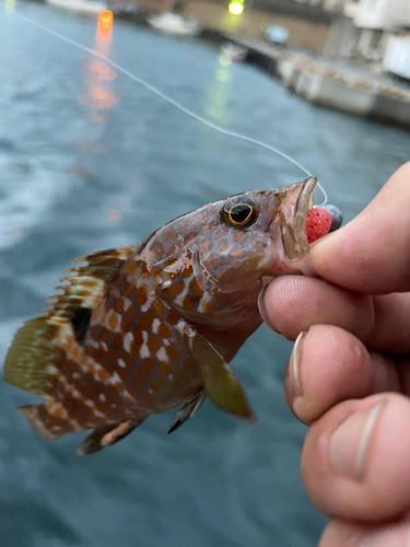 キジハタの釣果