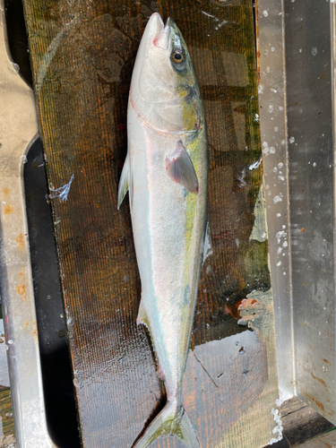 ハマチの釣果