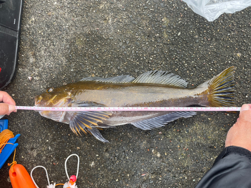 アイナメの釣果