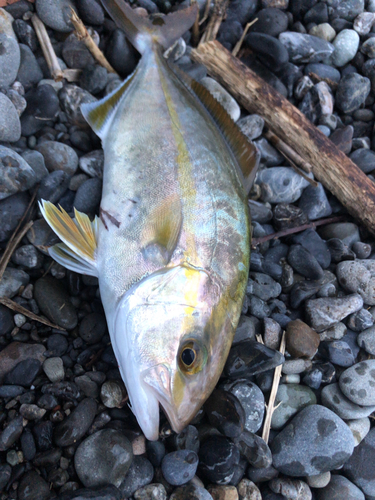 ショゴの釣果