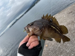 シマソイの釣果