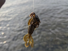 カニの釣果