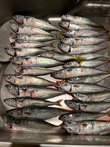 タカベの釣果