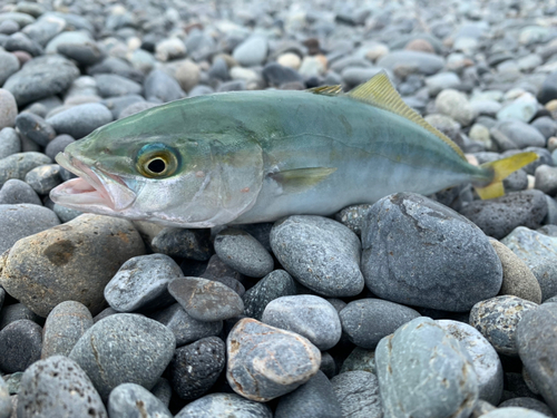 ワカシの釣果