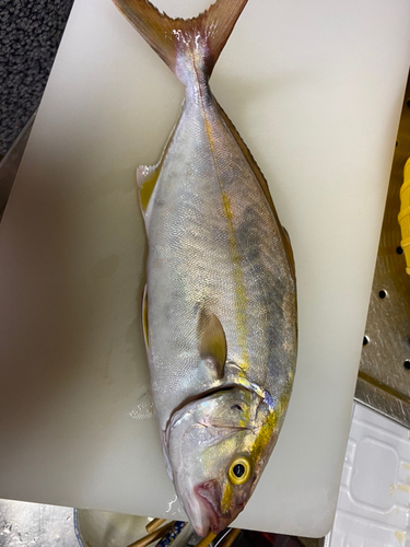 ショゴの釣果