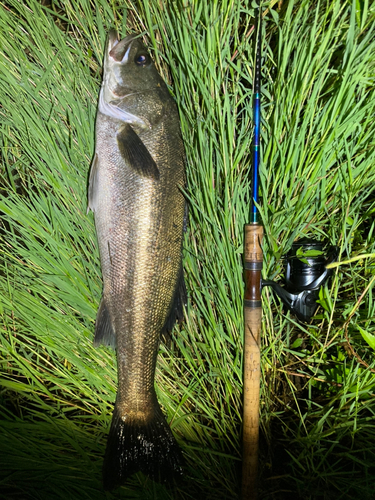 スズキの釣果