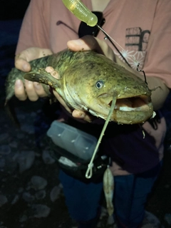 ナマズの釣果