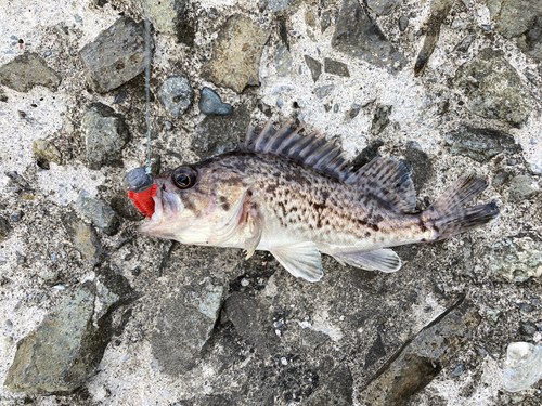 クロソイの釣果