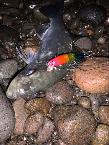 セイゴ（ヒラスズキ）の釣果