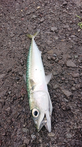 サバの釣果