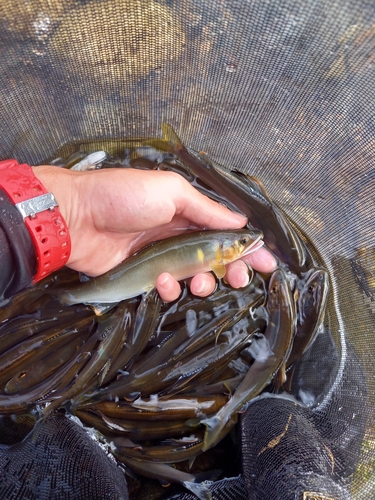 アユの釣果