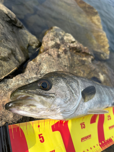 シーバスの釣果