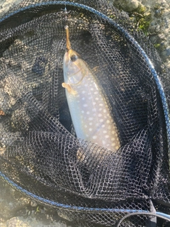 アメマスの釣果