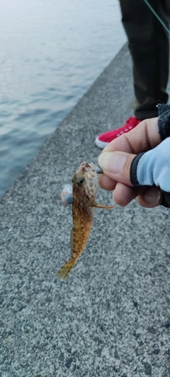 アナハゼの釣果