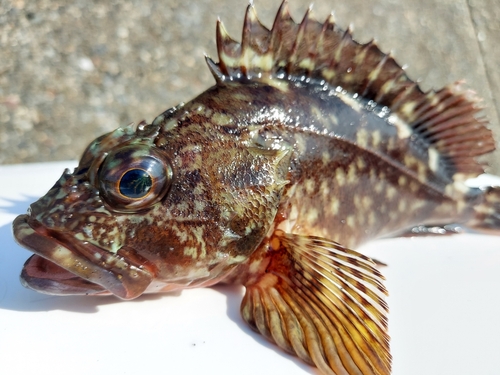 カサゴの釣果