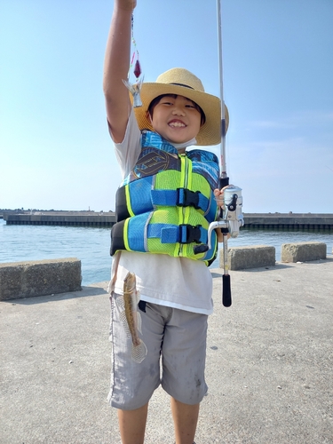 ハゼの釣果