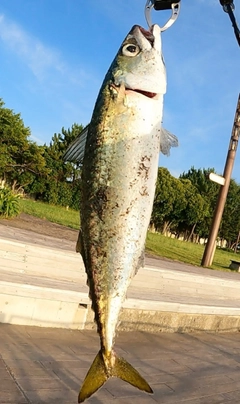 サバの釣果