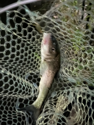 ニゴイの釣果