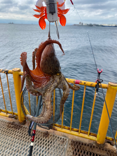 マダコの釣果