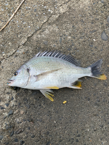 キビレの釣果